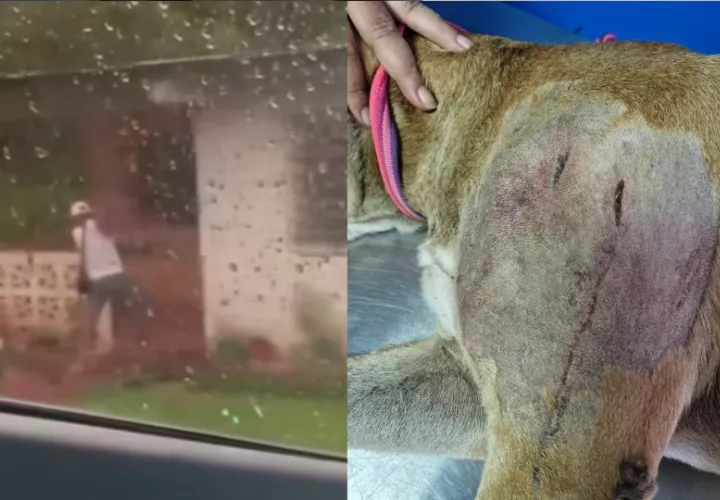 El maltrato quedó grabado en video.