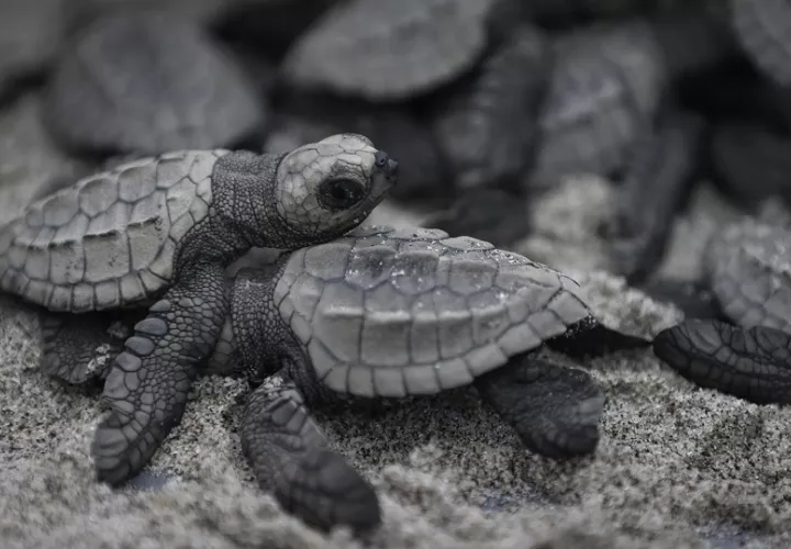 La tortuga Lora es la única que solo visita las costas del Pacífico panameño. Foto: EFE/ Bienvenido Velasco