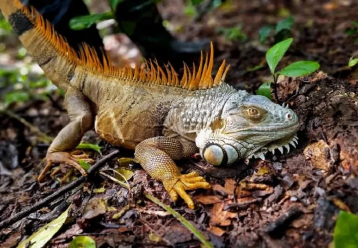 Una iguana verde, en Managua (Nicaragua). Foto: EFE