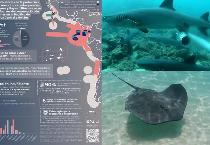 Investigación es de gran relevancia para la conservación de tiburones y rayas. Foto: Cortesía