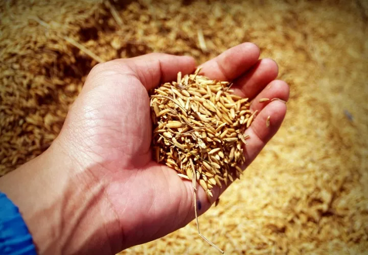Los productores de arroz también sufrieron pérdidas por las fuertes lluvias. Foto ilustrativa