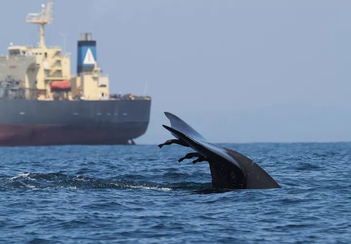 Solo alrededor del 7 % de las zonas de mayor riesgo cuentan con medidas para proteger a las ballenas. Foto: EFE