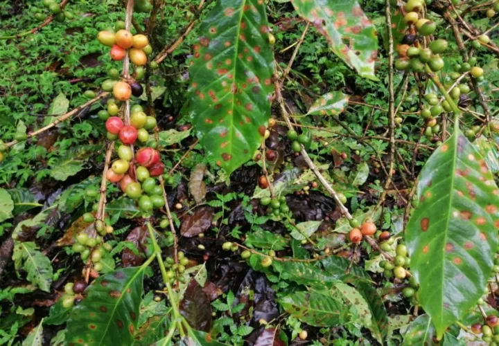 Hongos dañan los cultivos de café. 