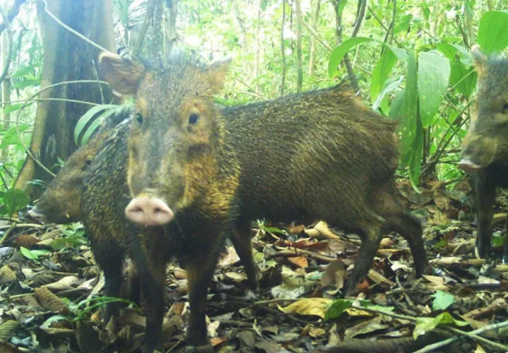 El calendario de caza incluye 10 especies. Foto: Cortesía