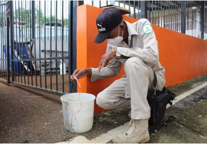 El dengue se transmite a través de la picadura del mosquito Aedes aegypti. Foto: Cortesía