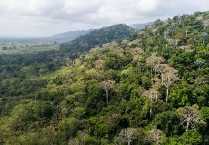  MiAmbiente reconoce la importancia del sector forestal. Foto: Cortesía