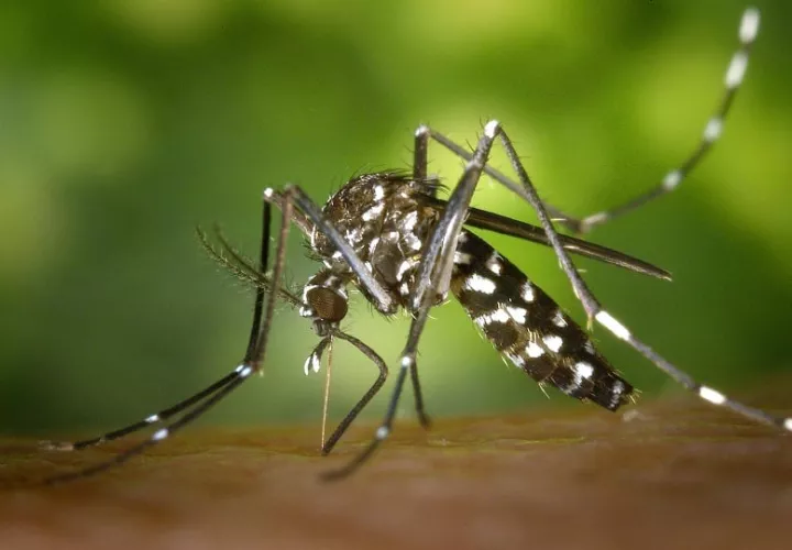 Mosquito Aedes aegypti, principal transmisor de enfermedades. Foto: Ilustrativa