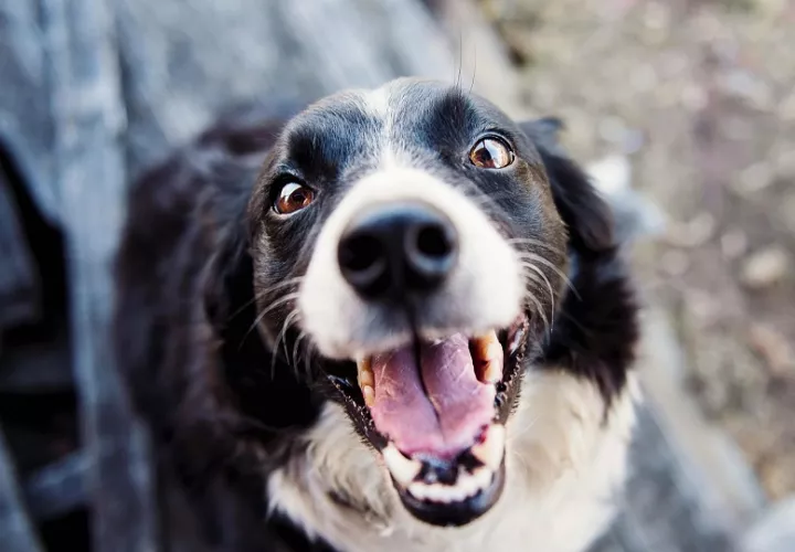 Los perros son las mascotas predilectas de muchos hogares. Foto: Pexels