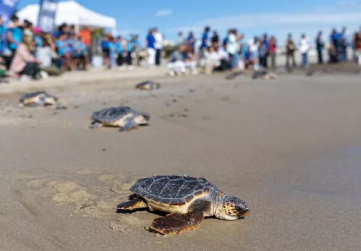 Tortugas marinas.