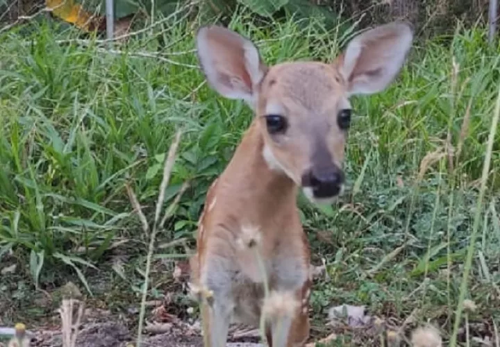El venado de cola blanca es una especie muy codiciada por cazadores.