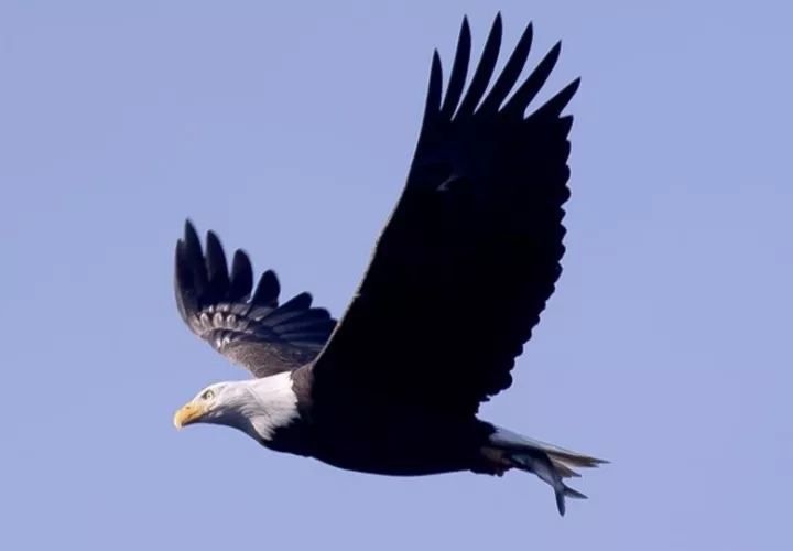 Un águila calva. Foto: EFE