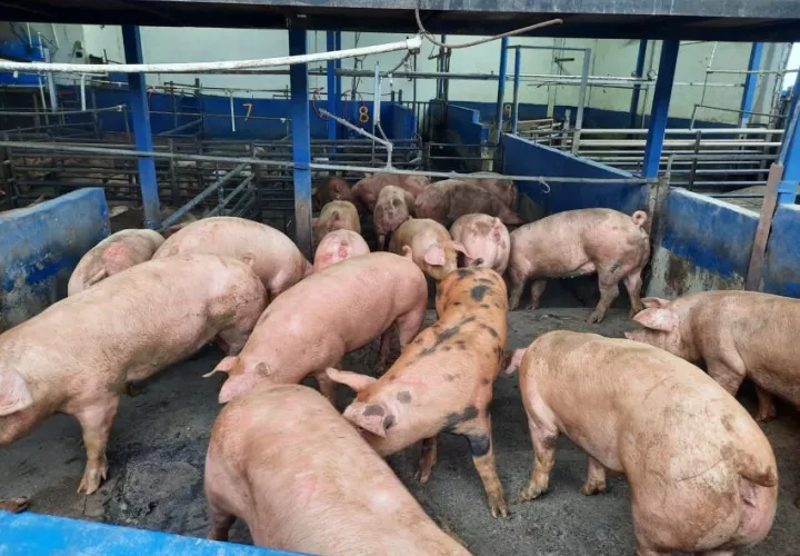 Unas 77 mil toneladas de carne de cerdo proveyeron los porcinocultores panameños este año. Foto: Cortesía