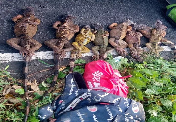 La caza de la iguana verde,  tienen consecuencias negativas para el equilibrio ecológico. Foto. MiAmbiente