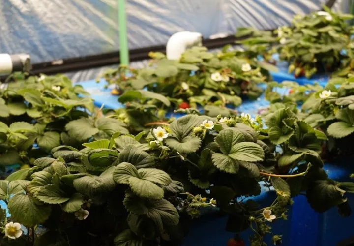 Las fresas próximamente estarán en el mercado. Foto: Cortesía