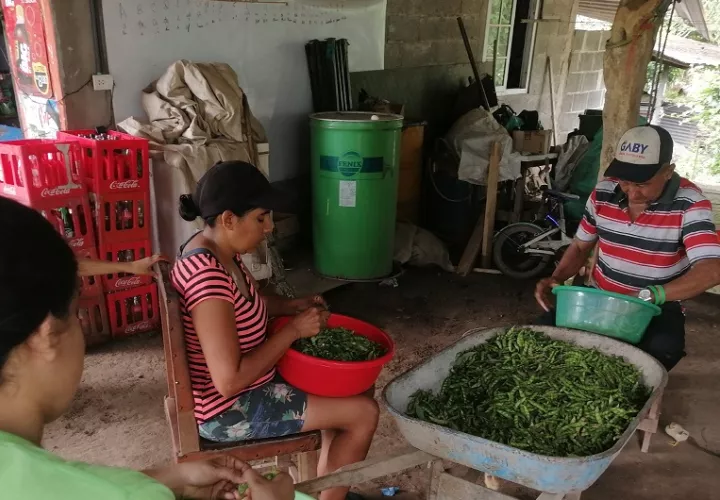 Se desgrana el guandú, que posteriormente se vende en bolsas de una libra.Foto: Thays Domínguez