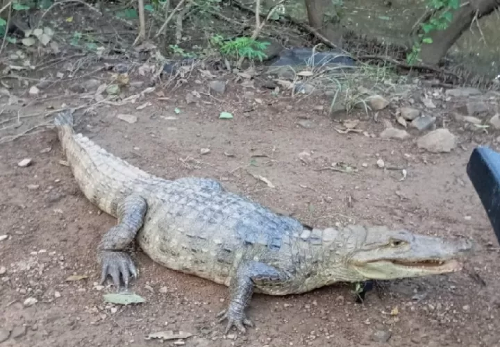 La inesperada presencia de estas especies ha causado conmoción entre los moradores, quienes alertaron a las autoridades. Foto. Thays Domíbguez