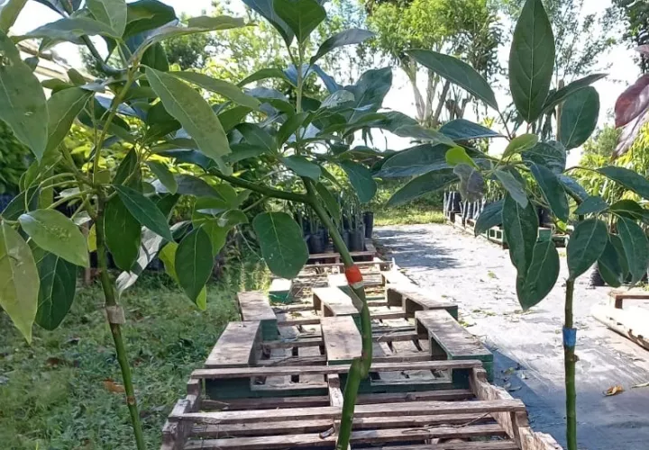 Plantones de variedades de aguacate: Hass tradicional, Avozilla, Hass mejorado y Kahalu. Cortesía