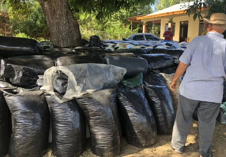 Los ganaderos temen que la disminución de forraje y alimentos para el ganado se traduzca en una menor productividad, lo que pone en aprietos a una de las actividades económicas más importantes de la región de Azuero. Foto. Thays Dompinguez