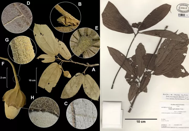 Muestras de M. petaquillae y M. aquilarum. Foto: Smithsonian