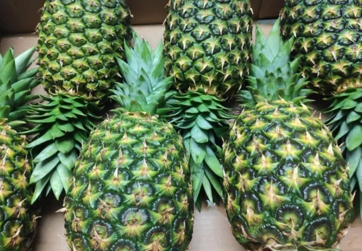 La piña está entre los productos restringidos provenientes de Costa Rica. Foto: Archivo