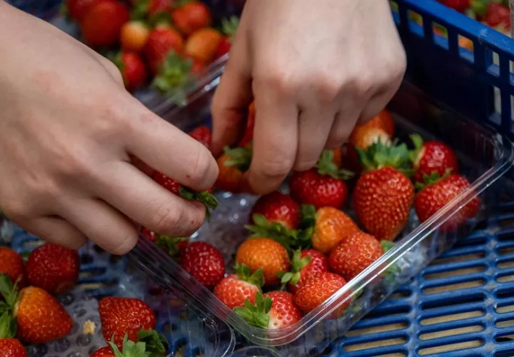 Las medidas restrictivas de Panamá a Costa Rica incluyen las fresas. Foto: EFE