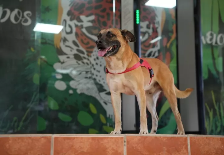 Rocco da la bienvenida a los colaboradores de MiAmbiente. Foto: Cortesía
