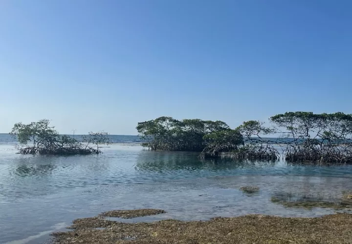 Buscan la protección de ocho áreas claves, incluyendo manglares, playas de anidación de tortugas marinas. Foto. Ilustrativa