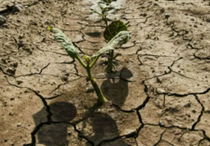 Los fenómenos climáticos extremos causan pérdidas económicas y humanas considerables.