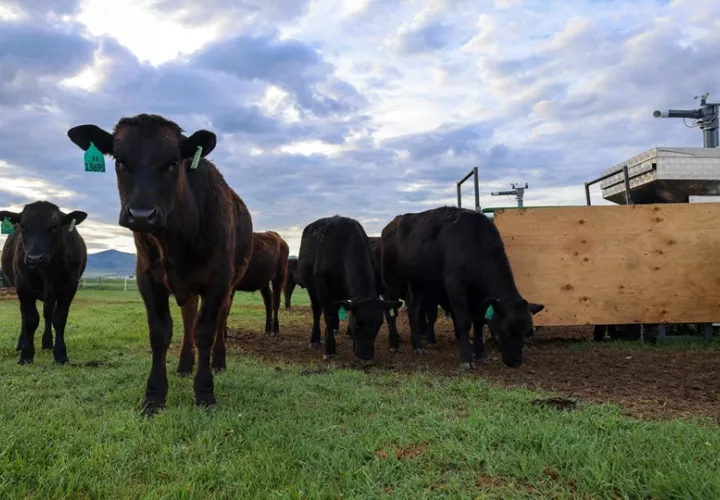 Novillos de vacuno pastan en una granja de Dillon, Montana. Foto: EFE