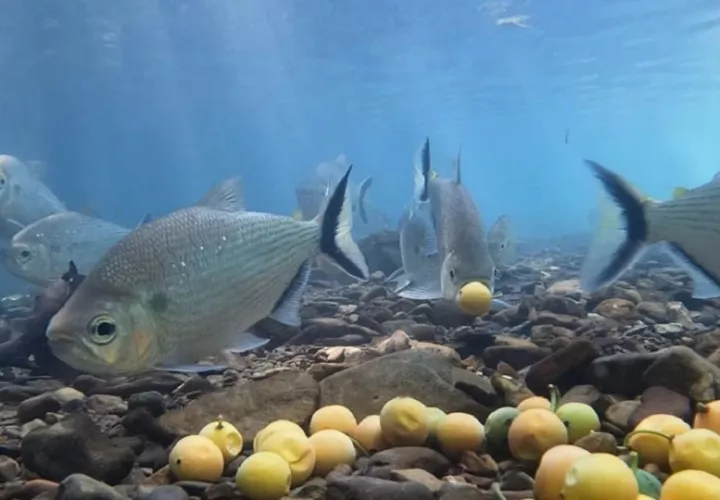 Ejemplar de 'Brycon falcatus', uno de los peces que habitan los bosques inundados de la Amazonía. EFE