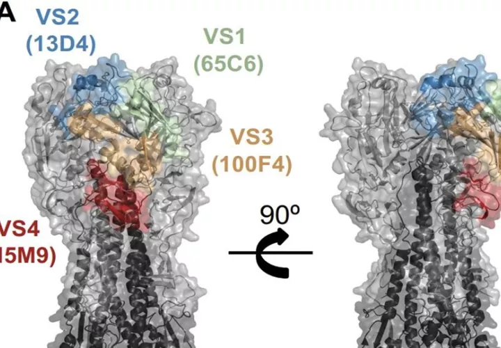 Cartografía epitópica de anticuerpos naive mediante competición ELISA. VSs de HA H5: VS1 (verde), VS2 (azul), VS3 (naranja) y VS4 (rojo) (38), definidos por anticuerpos específicos de H5, 13D4 (PDB: 6A0Z), 65C6 (PDB: 5DUM), 100F4 (PDB: 5DUR) y H5M9 (PDB: 4MMH). Fotografía facilitada por Jared Feldman. EFE