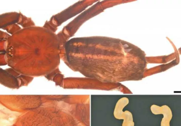 Holotipo de una araña hembra de 'Linothele darien n. sp.' usado en el estudio.  Foto: Cortesía