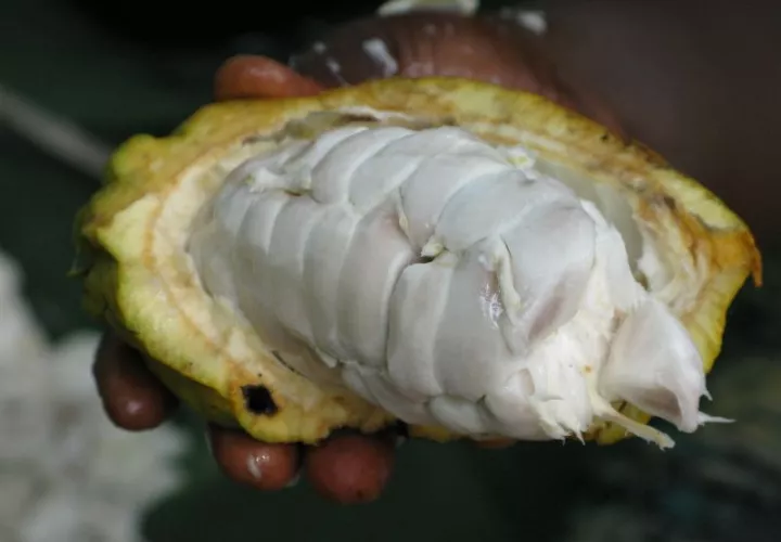 La producción de cacao alcanzó 638 toneladas métricas en el año agrícola 2023-2024. Foto: Cortesía.