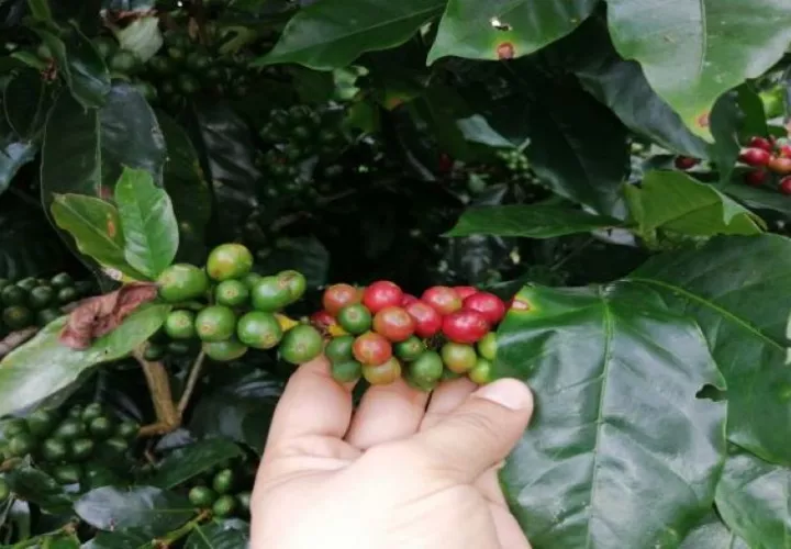 La situación ha afectado a los cafés del sector masivo y a los de categorías especiales. Foto: Cortesía.