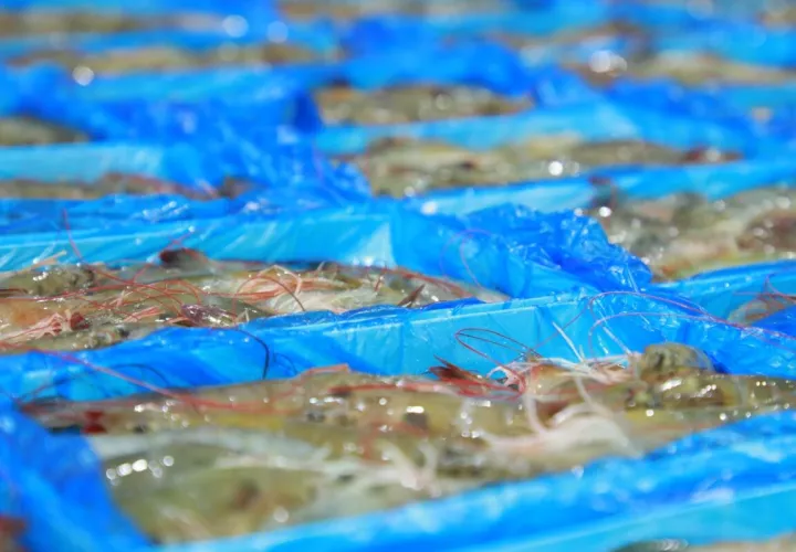 Camarones congelados también han tenido un desempeño destacado. Foto: Cortesía