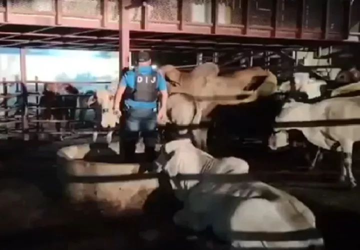 Se inicia la investigación judicial para vincular a los que cometieron este ilícito y retornar las reses a su finca original. Foto. Proteger y Servir