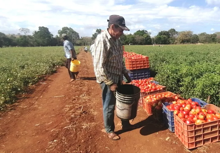 Sin los recursos necesarios, la actividad agrícola no será viable, lo que impactaría negativamente la economía local. Foto. Thays Domínguez