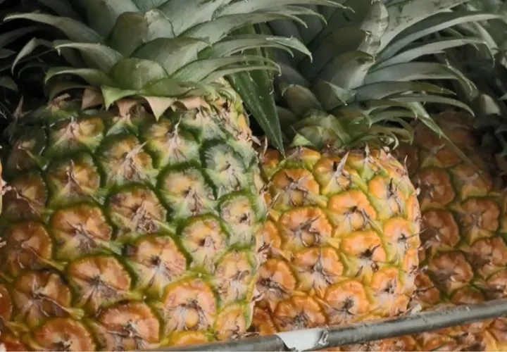 Panamá puso restricciones a la importación de piña tica. Foto: EFE