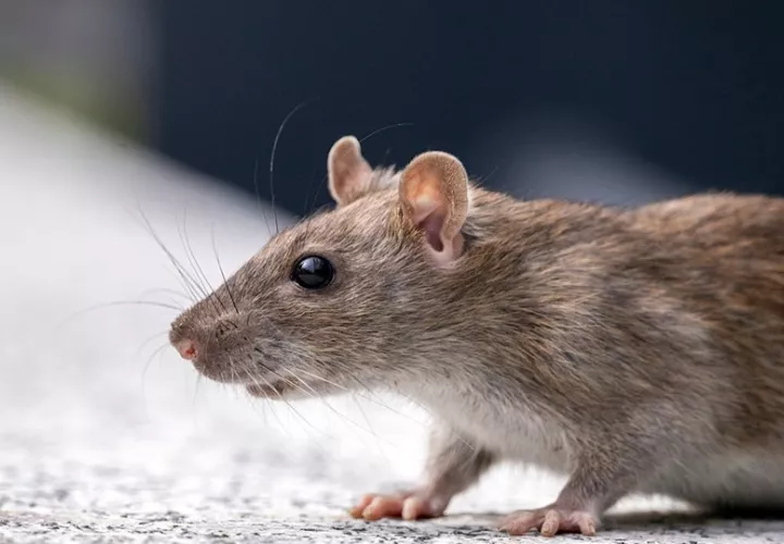El desafío era que los ratones bipaternos creados por este método se desarrollaban hasta cierto punto y luego dejaban de crecer. Foto ilustrativa: Pexels