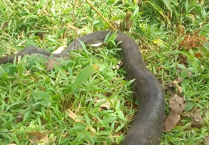 serpiente.mariato.jpg