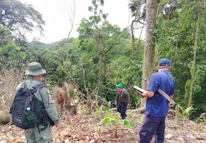 La tala ilegal de árboles fue detectada durante un patrullaje de rutina por guardaparques. Foto: Eric Montenegro.
