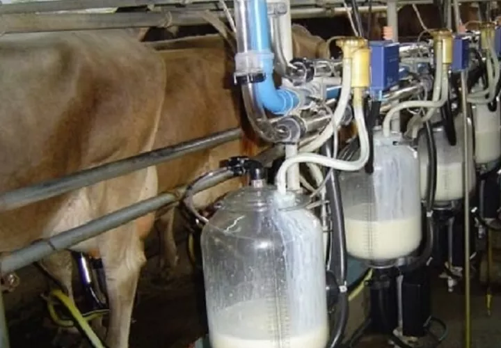 vacas_0.jpg