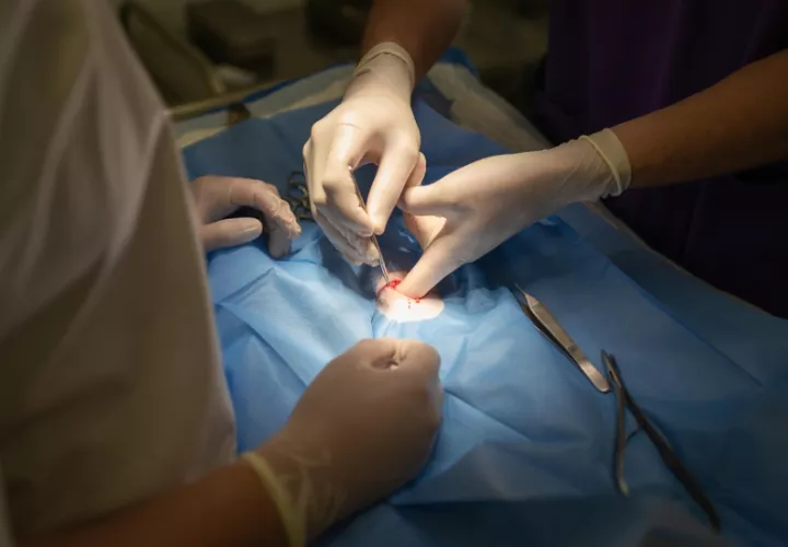 Esterilizaciones gratuitas o a bajo costo. Foto: Ilustrativa / Pixabay