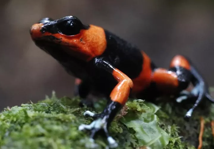 'Oophaga lehmanni', una especie endémica del Pacífico colombiano, ha pagado por el pecado de su belleza con su casi extinción como especie debido al tráfico de fauna ilegal. EFE