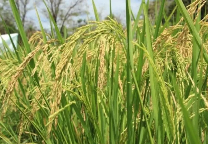 Producción de arroz/ Foto Archivo