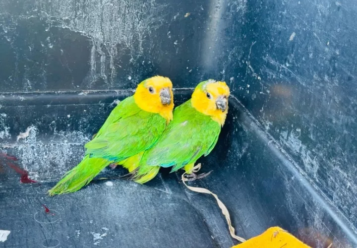 Loros rescatados en la provincia de Chiriquí. Foto: Cortesía/MiAmbiente