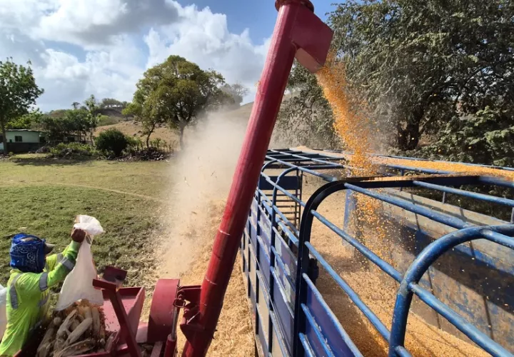 Losproductores  llevan al menos 14 días con el maíz almacenado fuera de los silos. Foto. Thays Domínguez