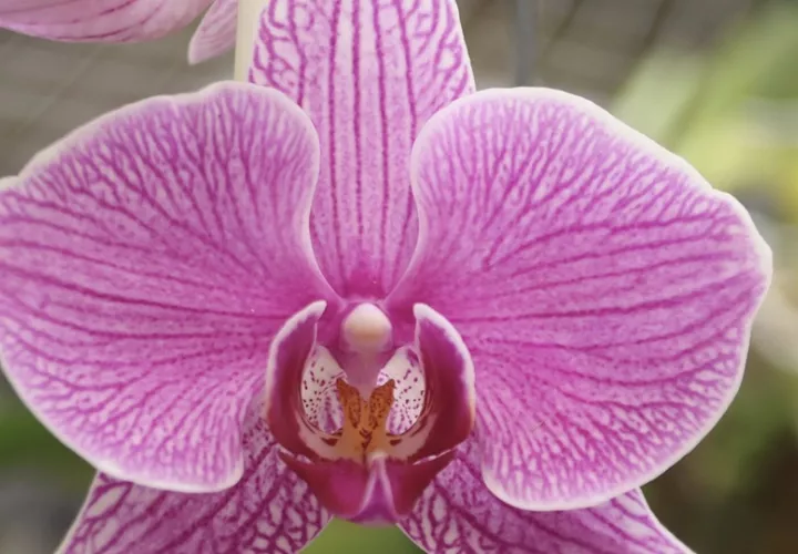 Estas plantas son fuente de inspiración entre la exuberante naturaleza panameña. Foto: Cortesía/MIDA