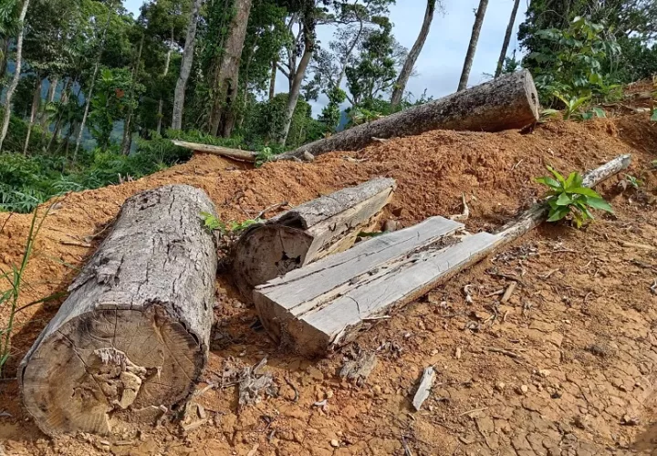 La tala ilegal de árboles dentro de esta reserva forestal fue detectada durante un patrullaje de rutina realizado por guardaparques. Foto. Cortesía. MiAmbiente