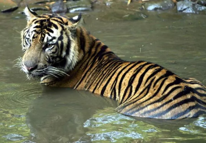 Un elefante tiene aproximadamente el mismo riesgo de cáncer que un tigre. Foto: EFE